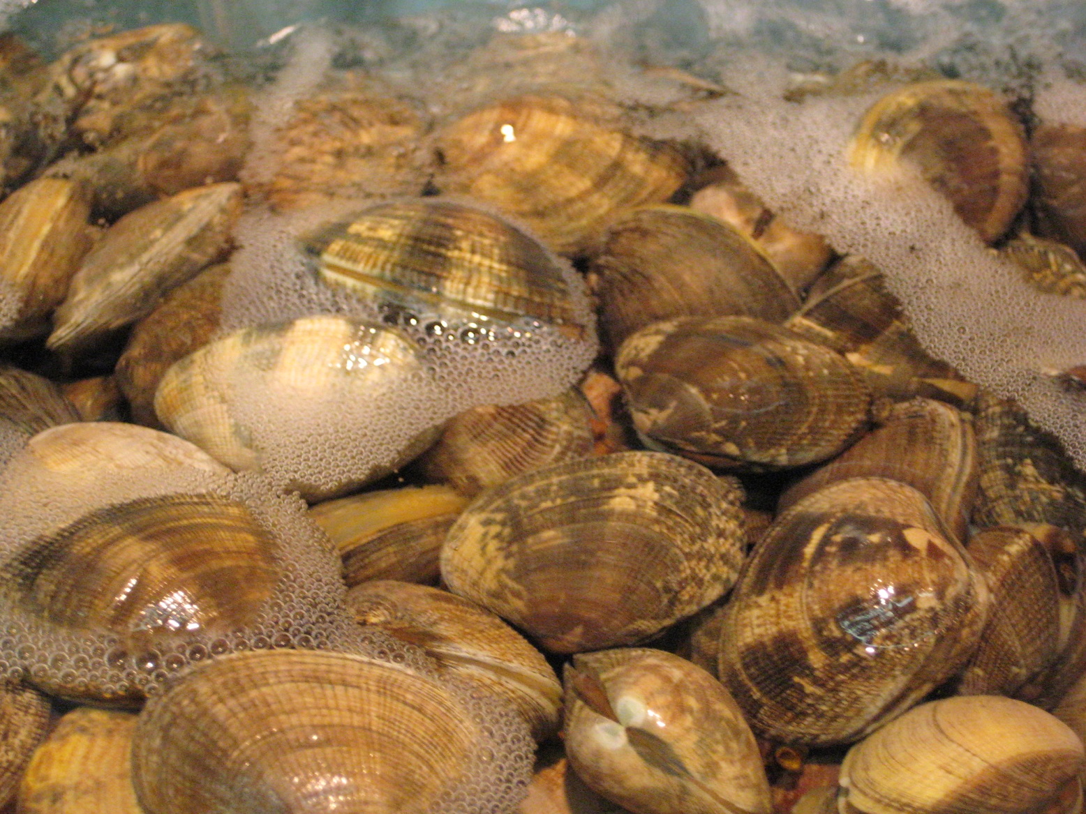 What's the difference between oysters, clams, mussels, and scallops